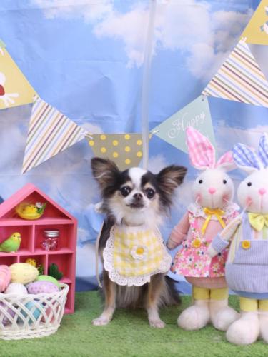 20240327ひめちゃん